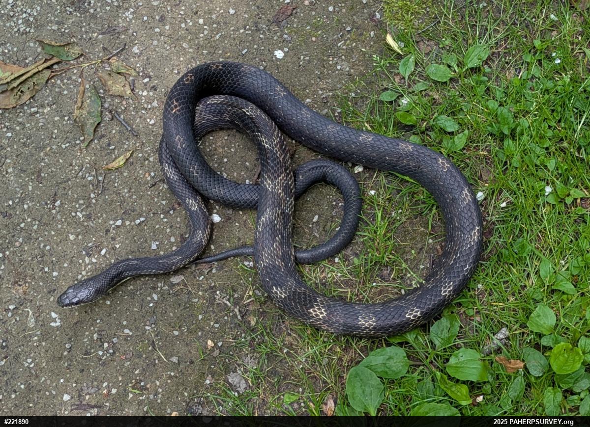 Eastern Ratsnake