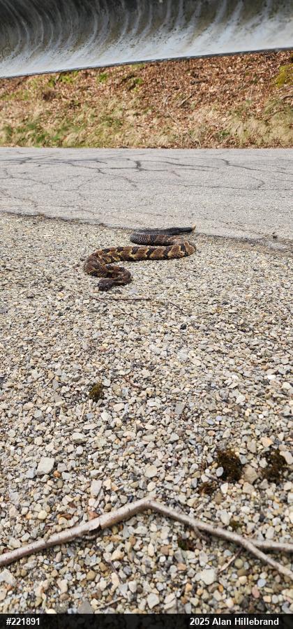 Timber Rattlesnake