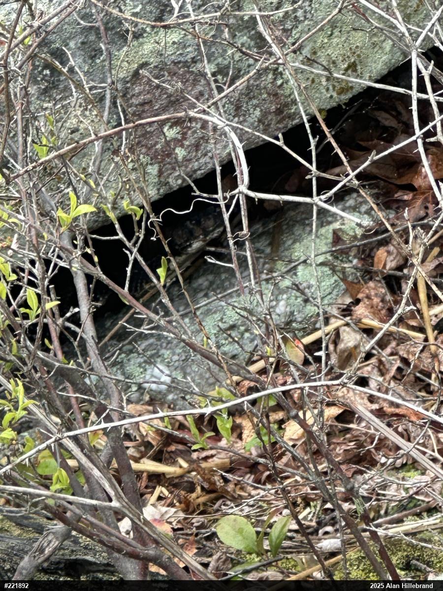 Timber Rattlesnake