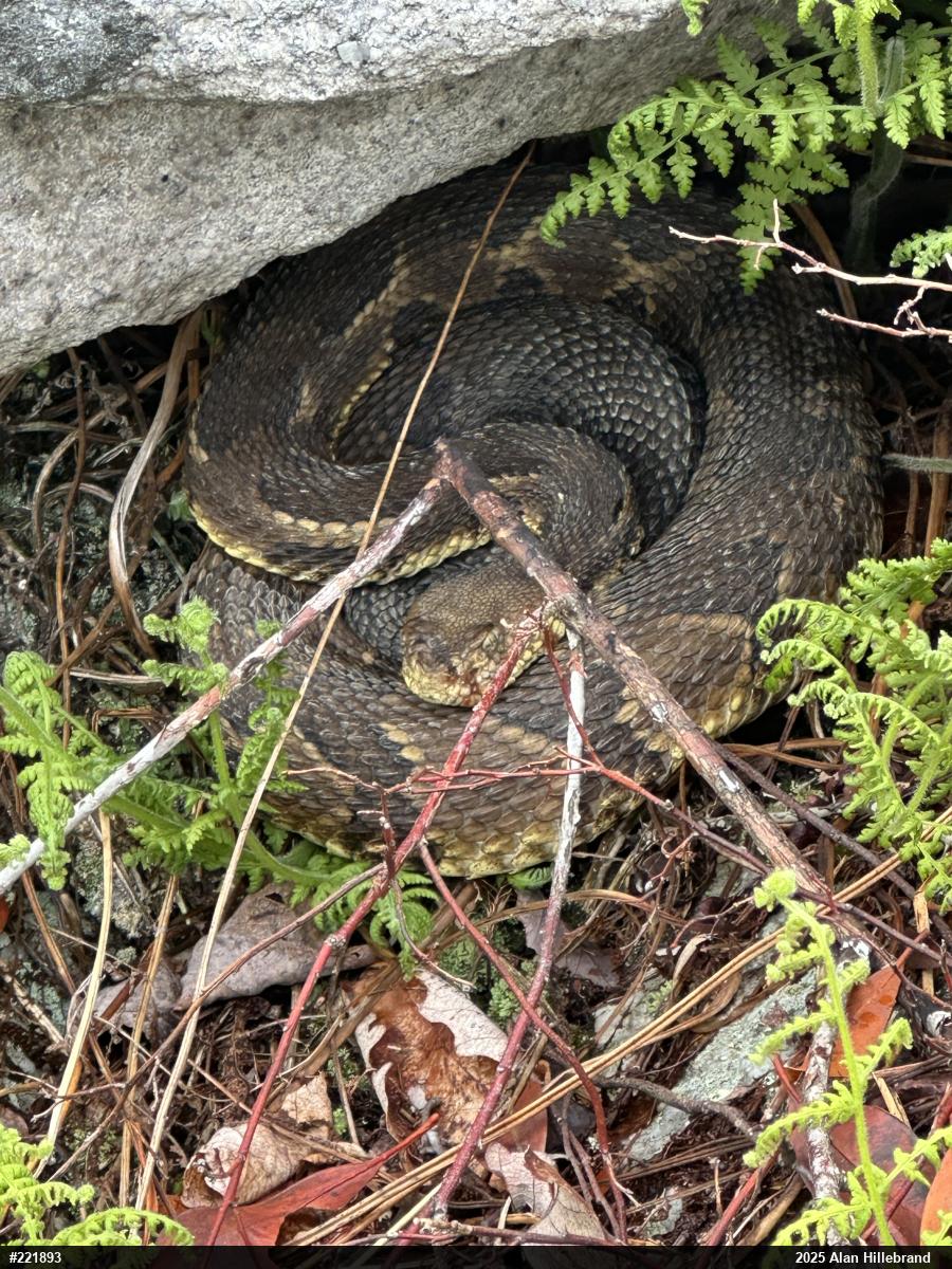 Timber Rattlesnake