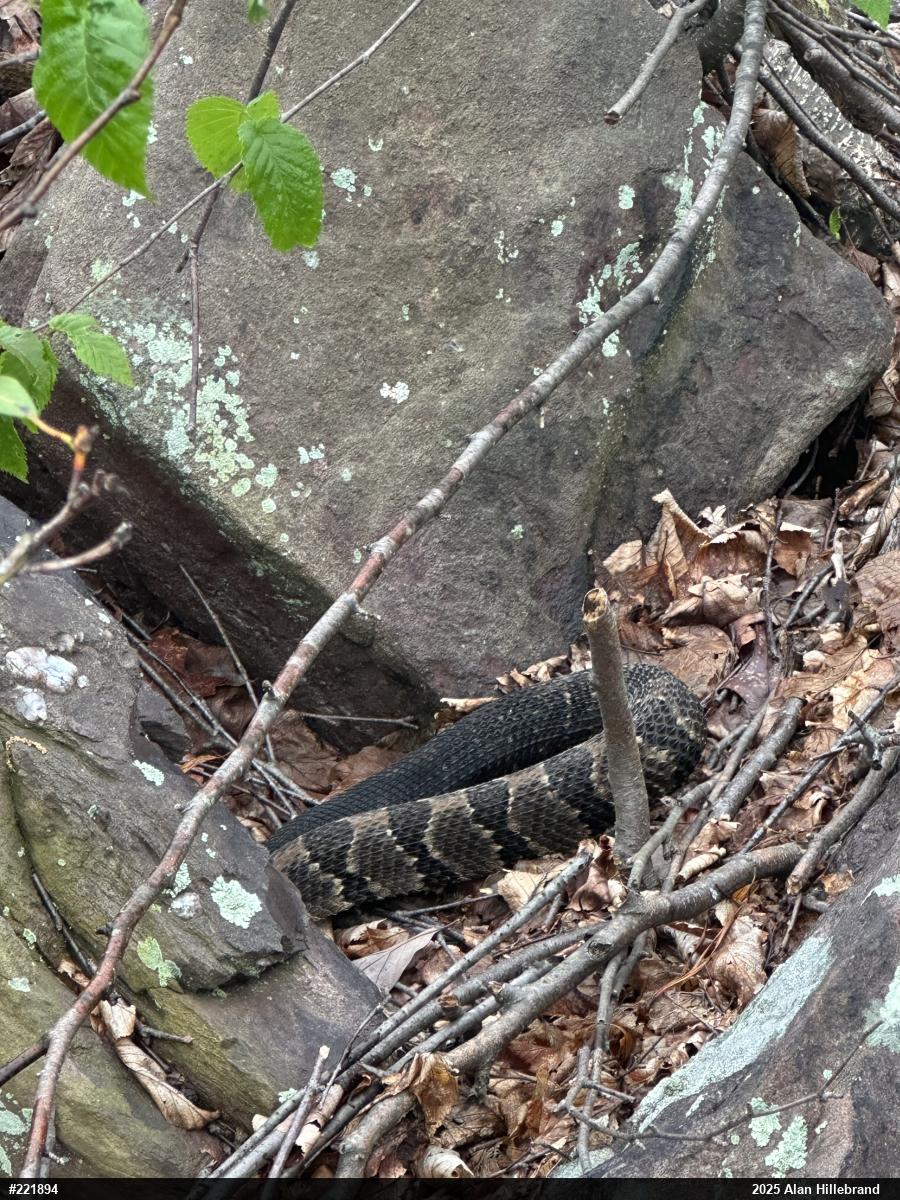 Timber Rattlesnake