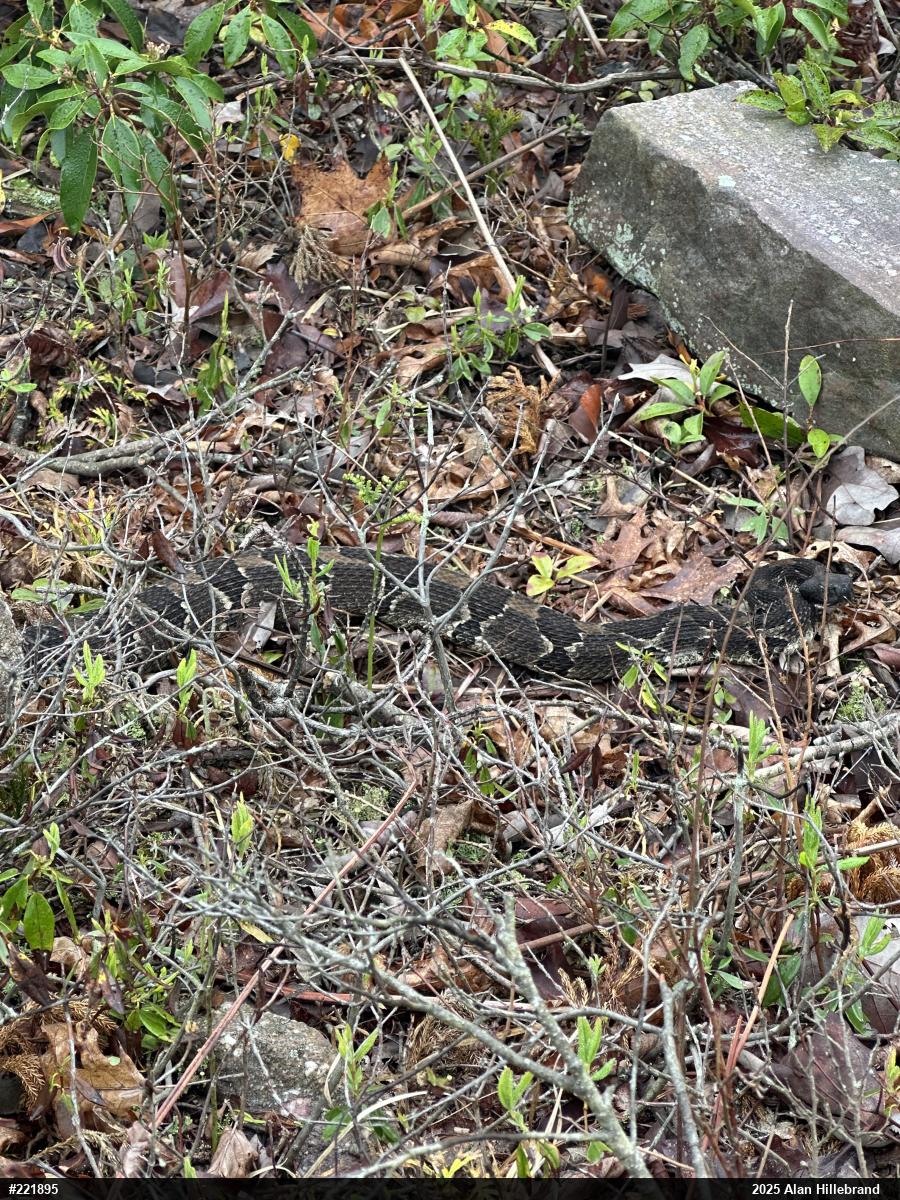 Timber Rattlesnake