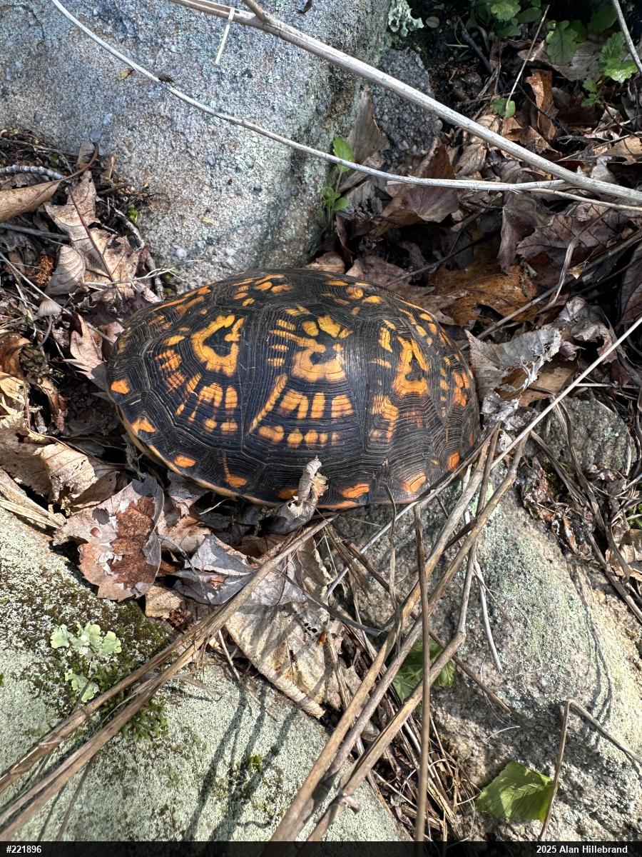 Eastern Box Turtle