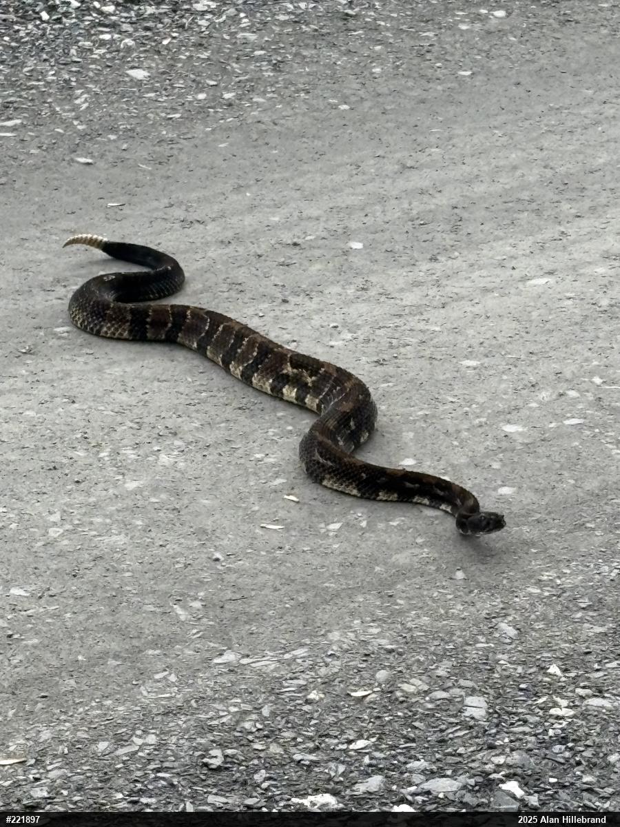 Timber Rattlesnake