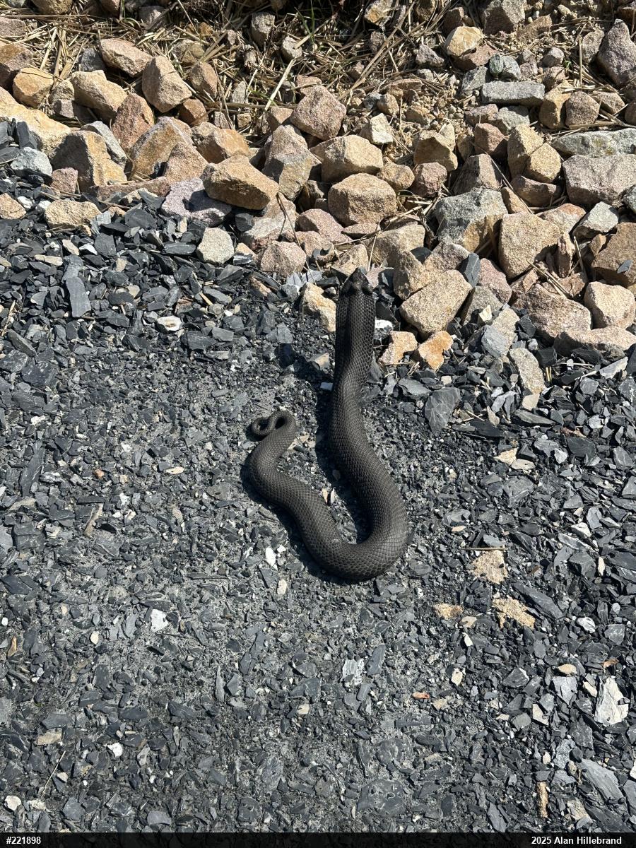 Eastern Hog-nosed Snake