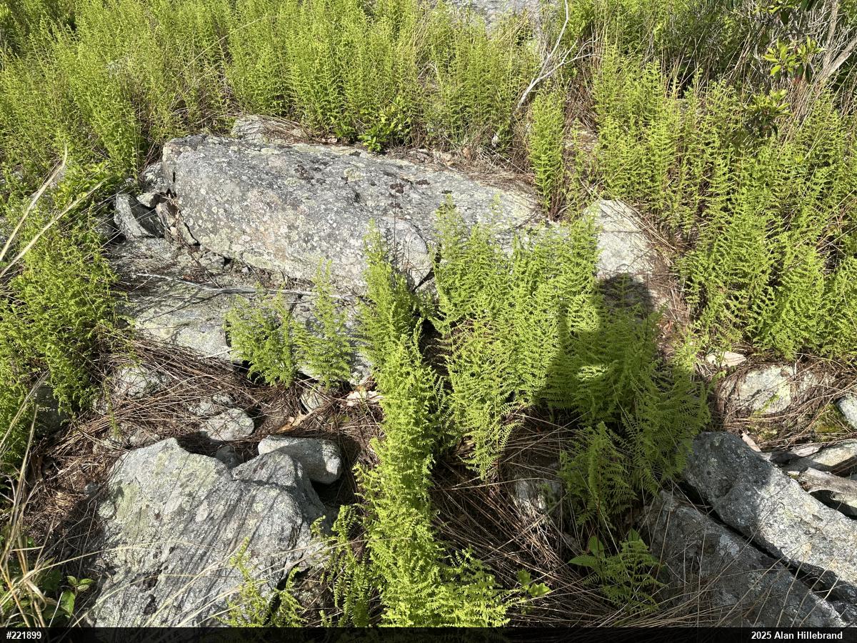 Timber Rattlesnake