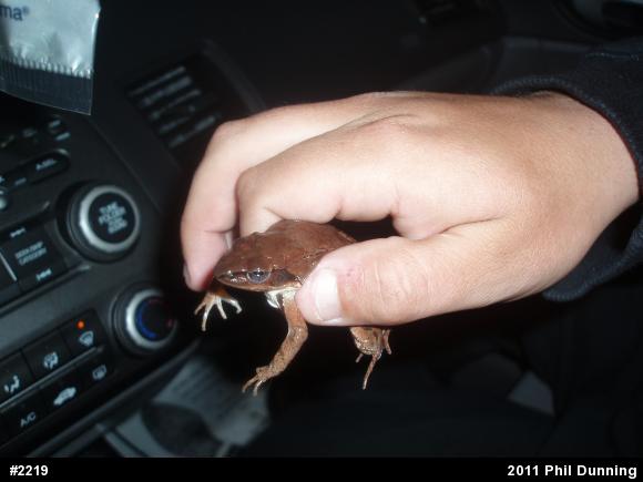 Wood Frog