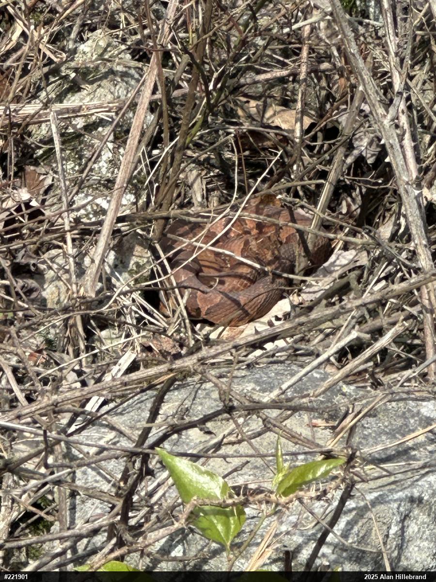Northern Copperhead