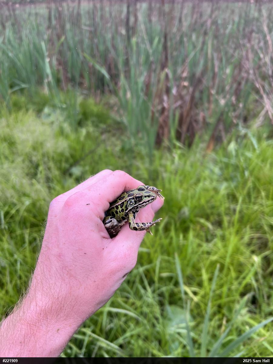 Northern Leopard Frog