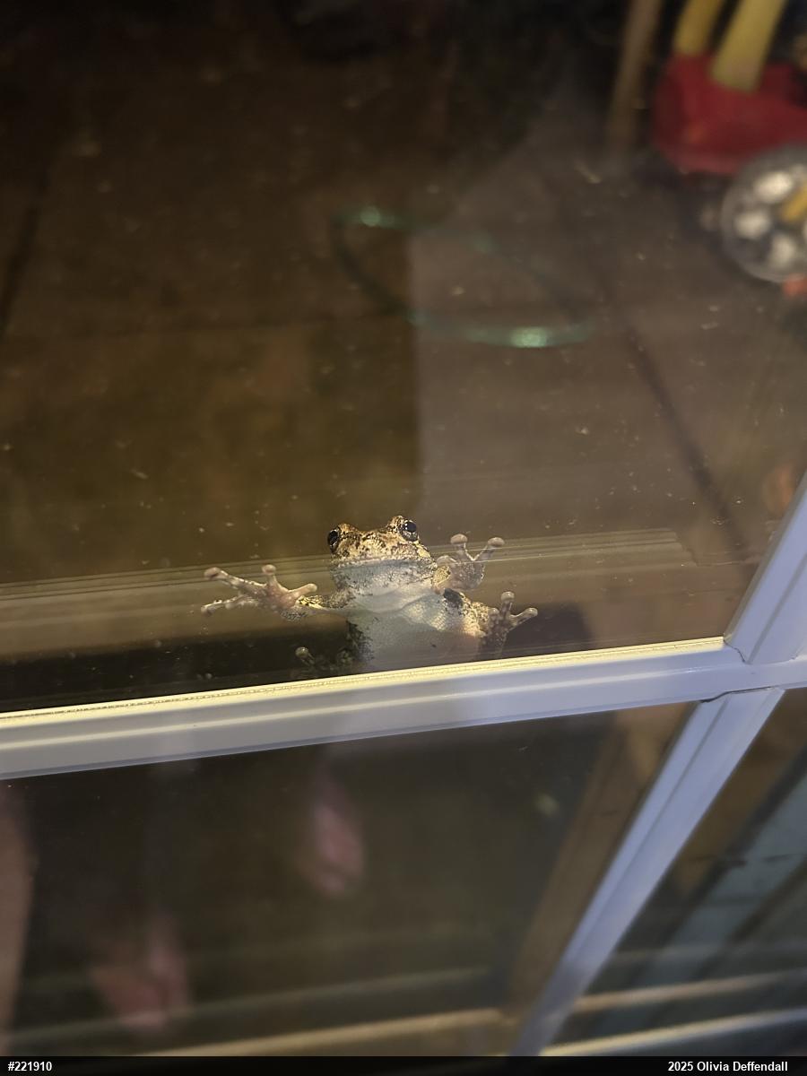 Unknown Gray Treefrog