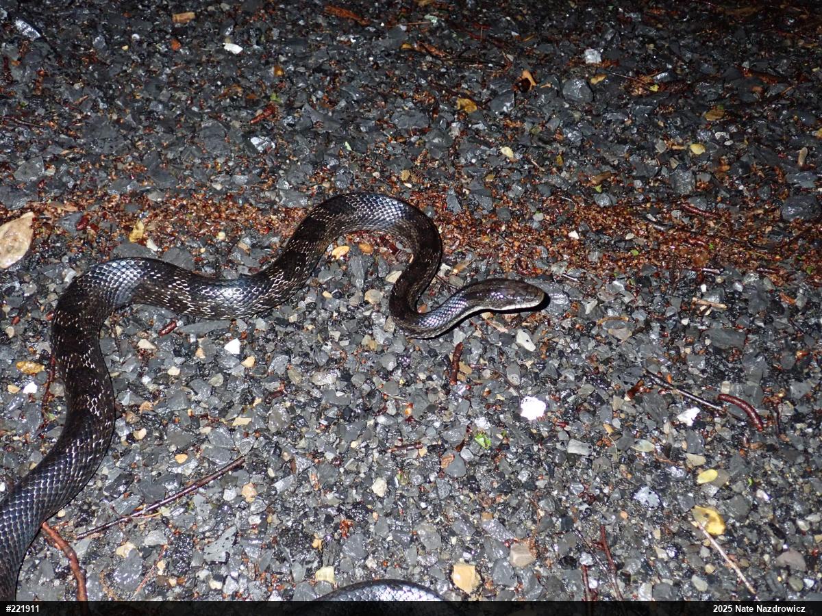 Eastern Ratsnake