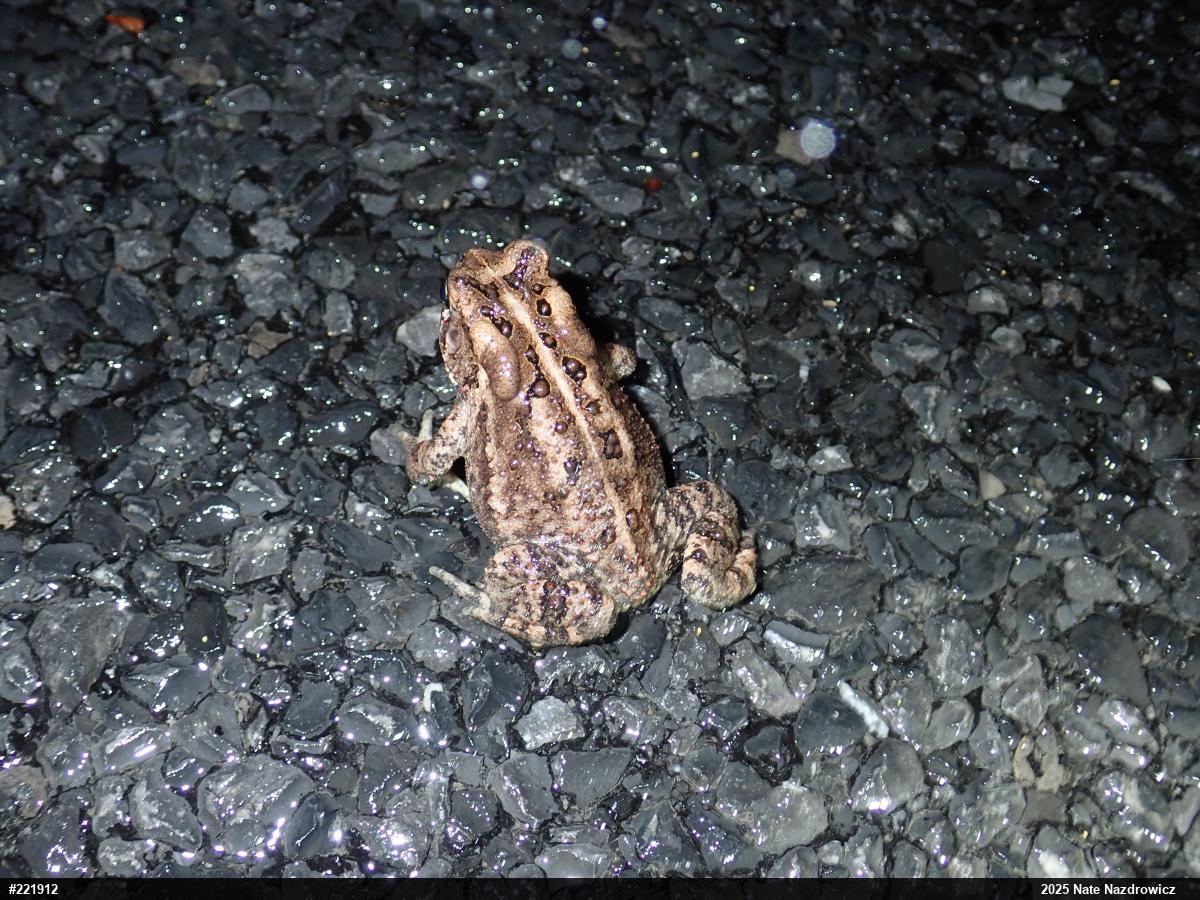 Eastern American Toad