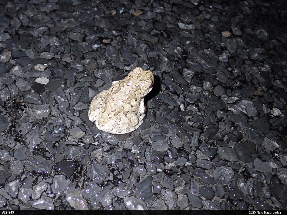 Unknown Gray Treefrog