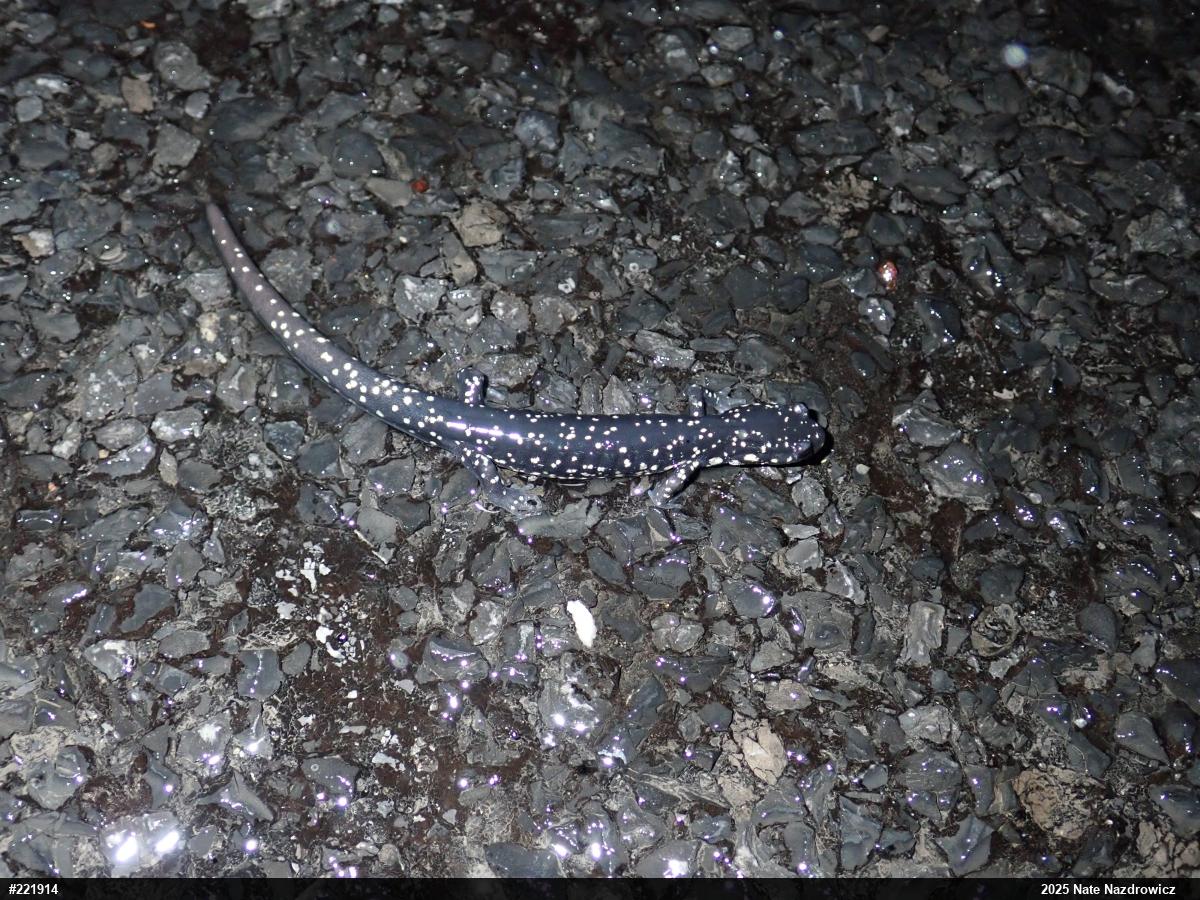 Northern Slimy Salamander