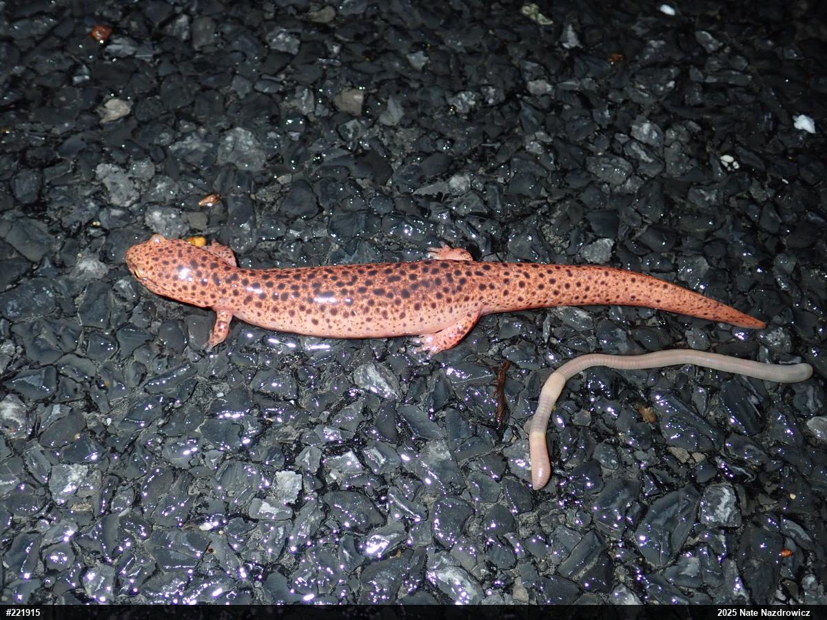 Northern Red Salamander