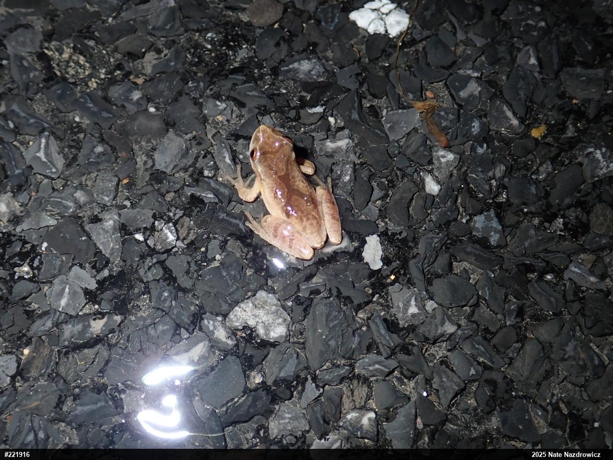 Spring Peeper