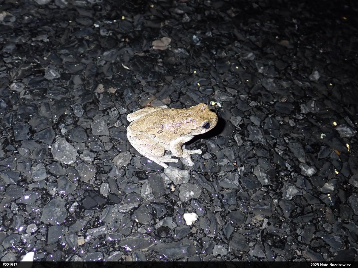 Unknown Gray Treefrog