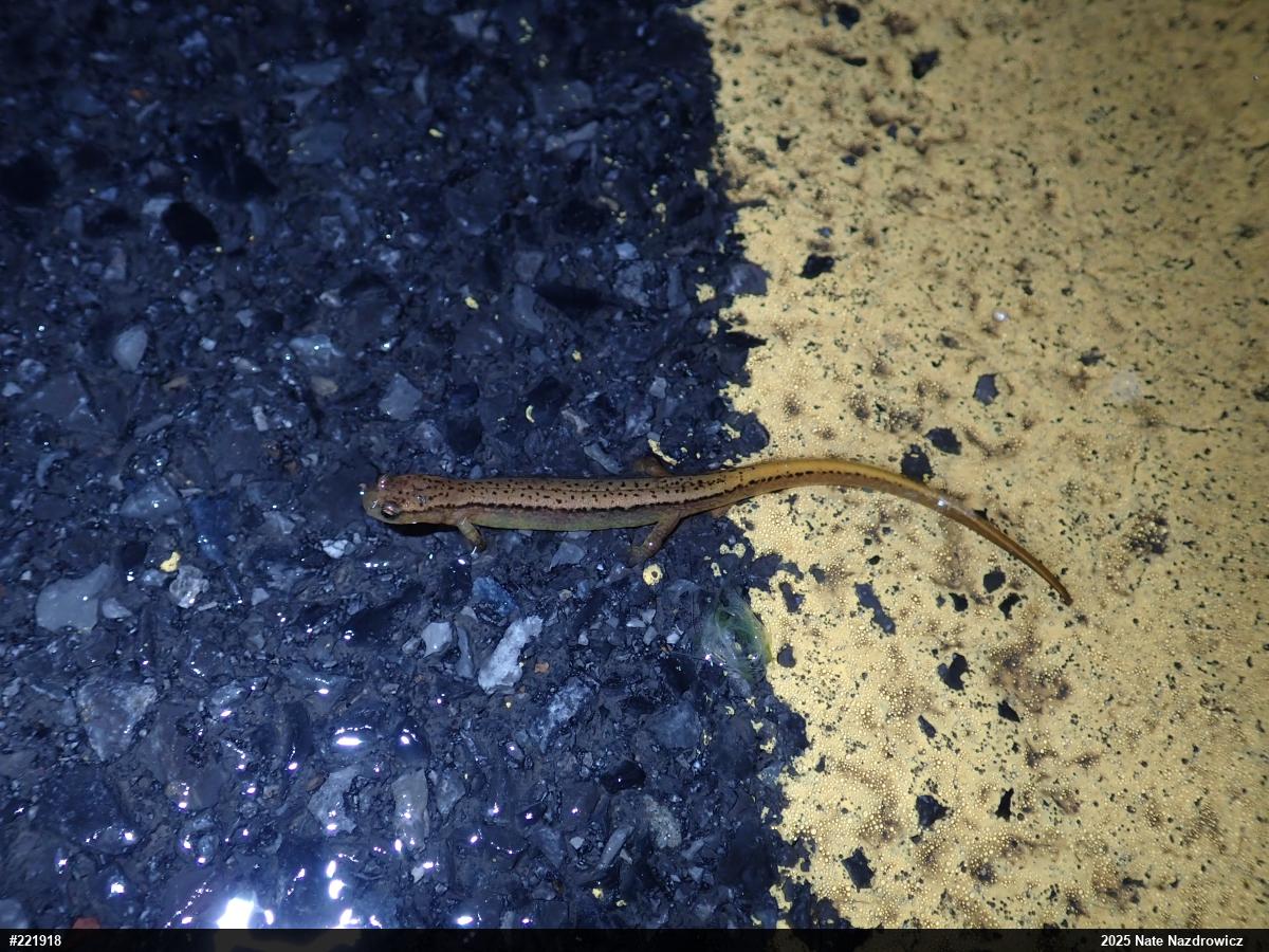 Northern Two-lined Salamander