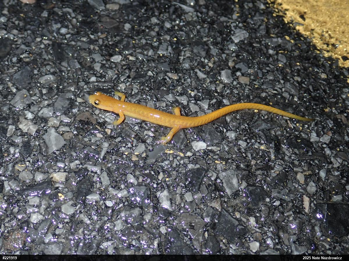 Eastern Long-tailed Salamander