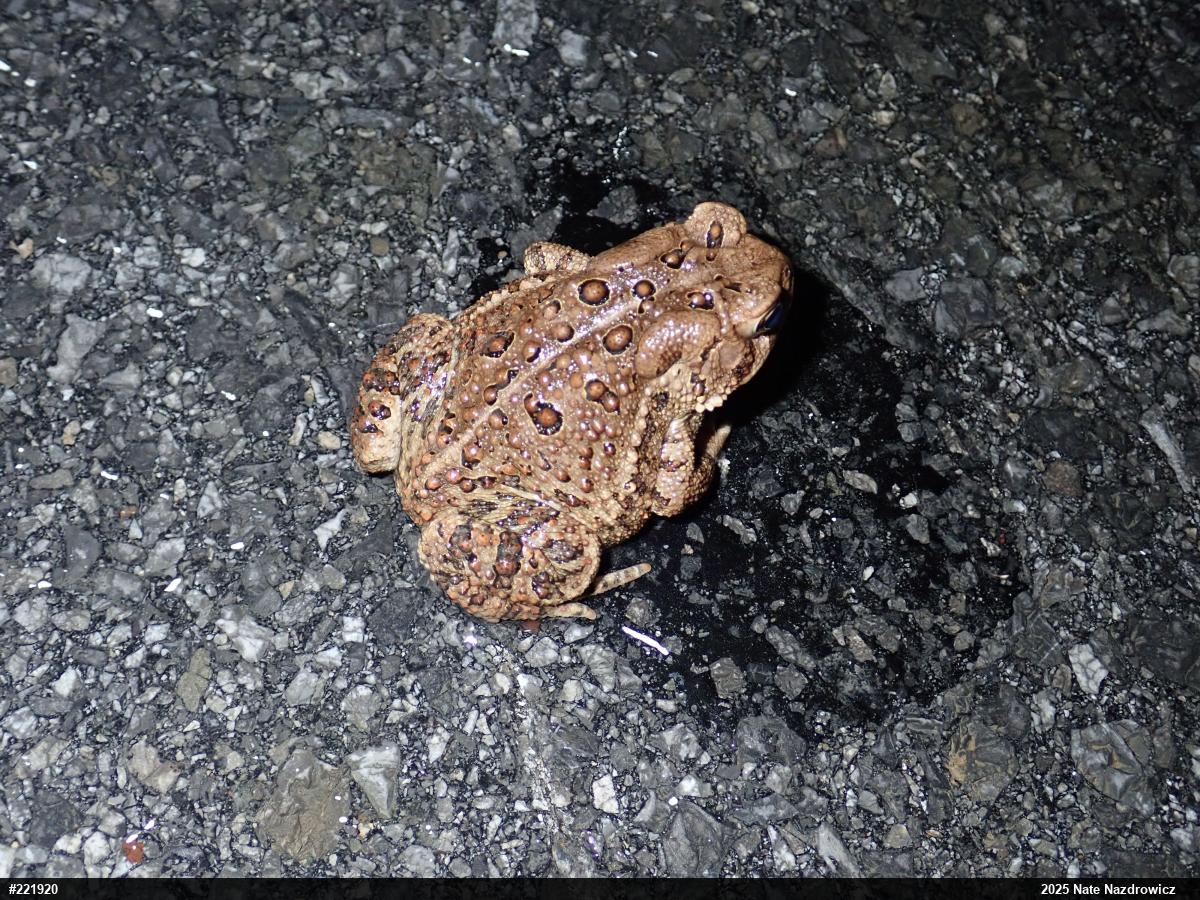 Eastern American Toad
