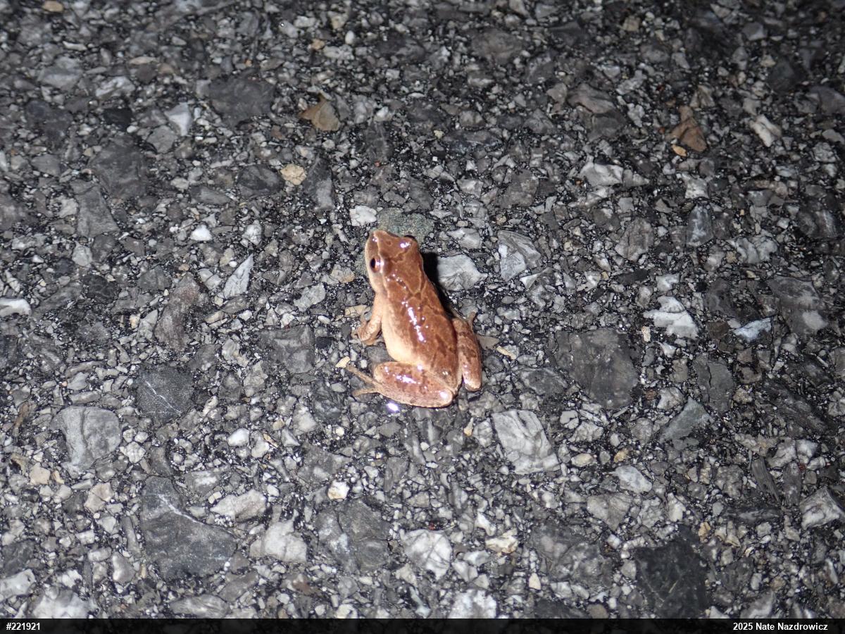Spring Peeper