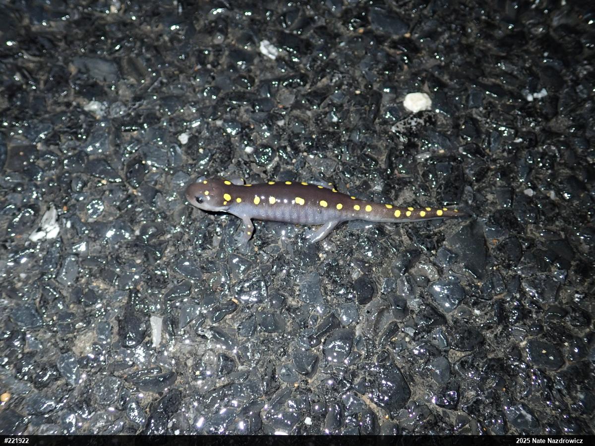 Spotted Salamander