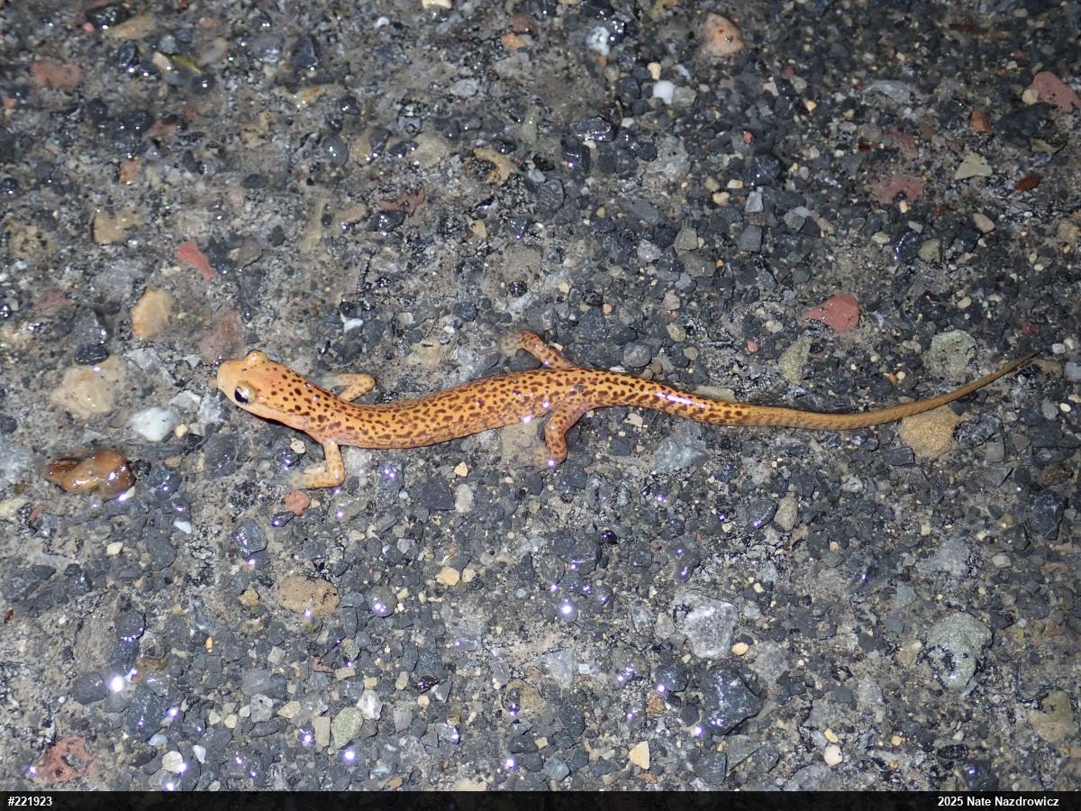 Eastern Long-tailed Salamander