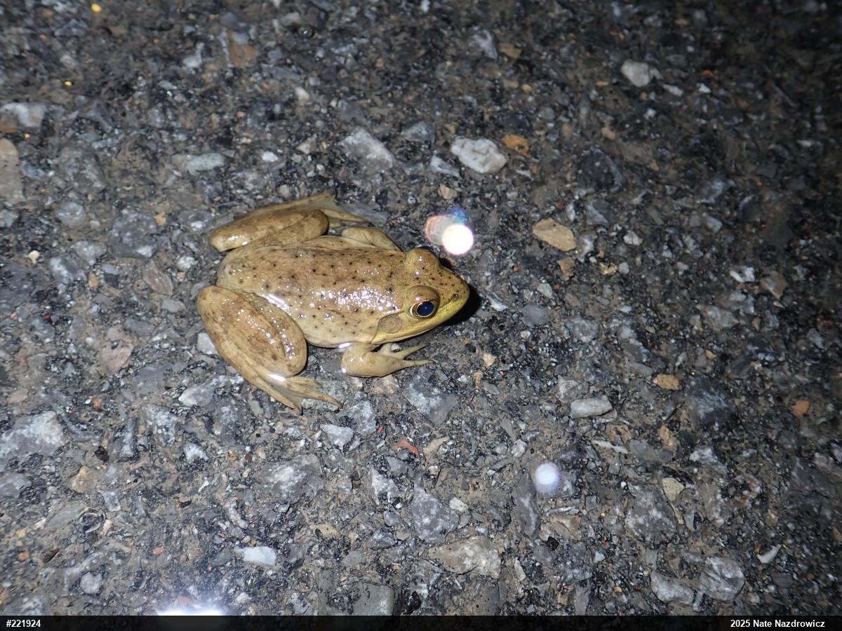 American Bullfrog