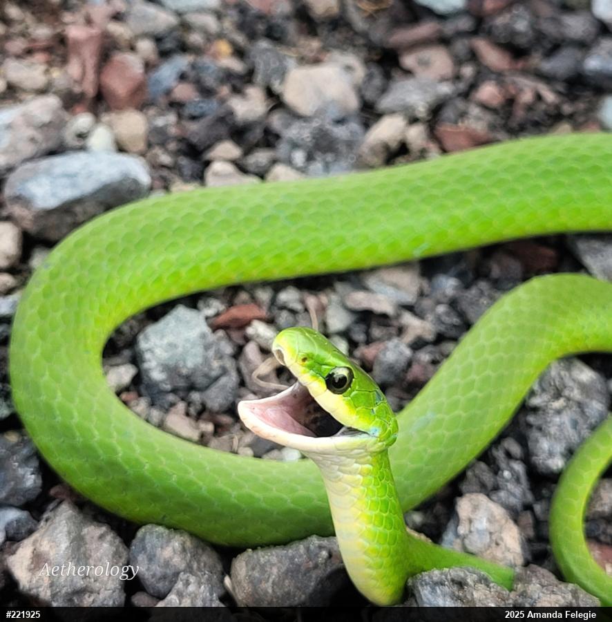 Smooth Greensnake