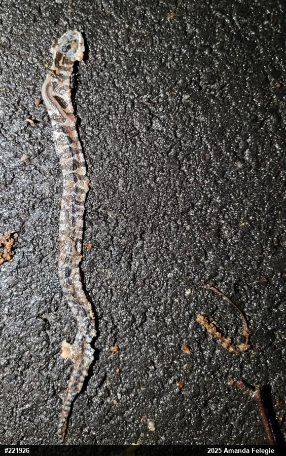 Northern Watersnake