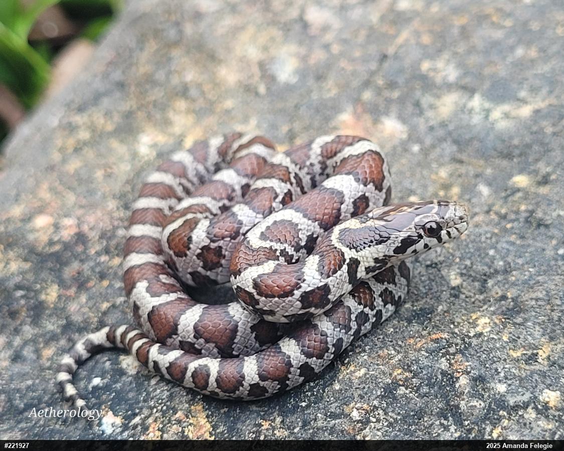 Eastern Milksnake