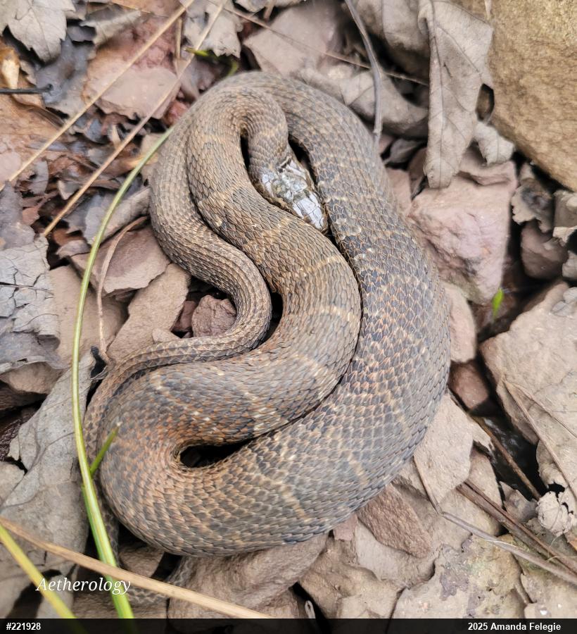 Northern Watersnake