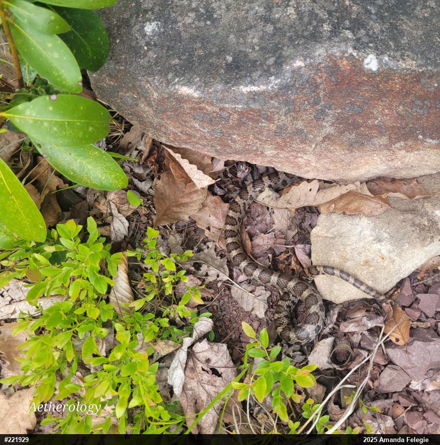 Eastern Milksnake