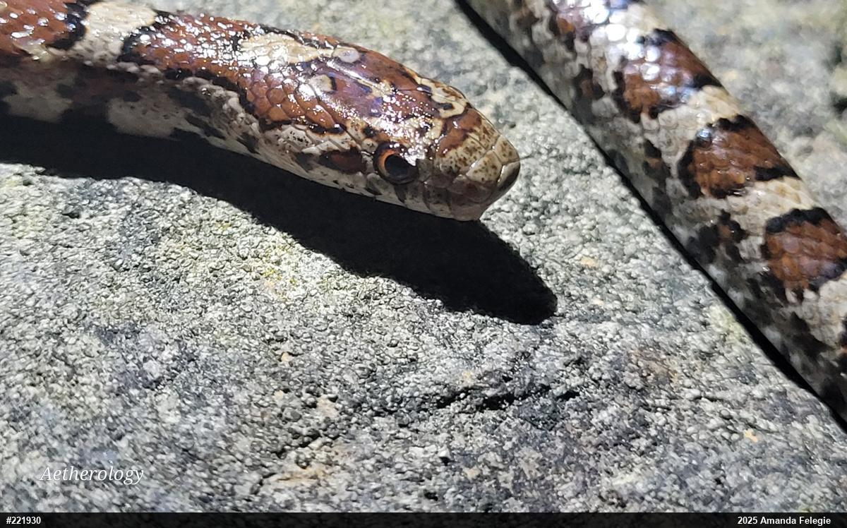 Eastern Milksnake