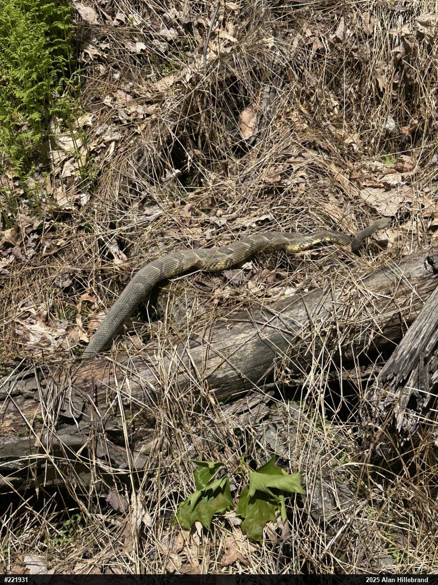 Timber Rattlesnake
