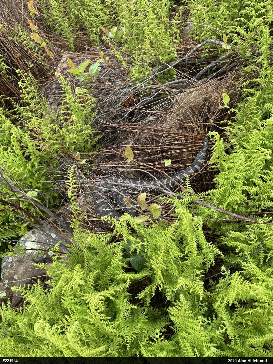 Eastern Hog-nosed Snake