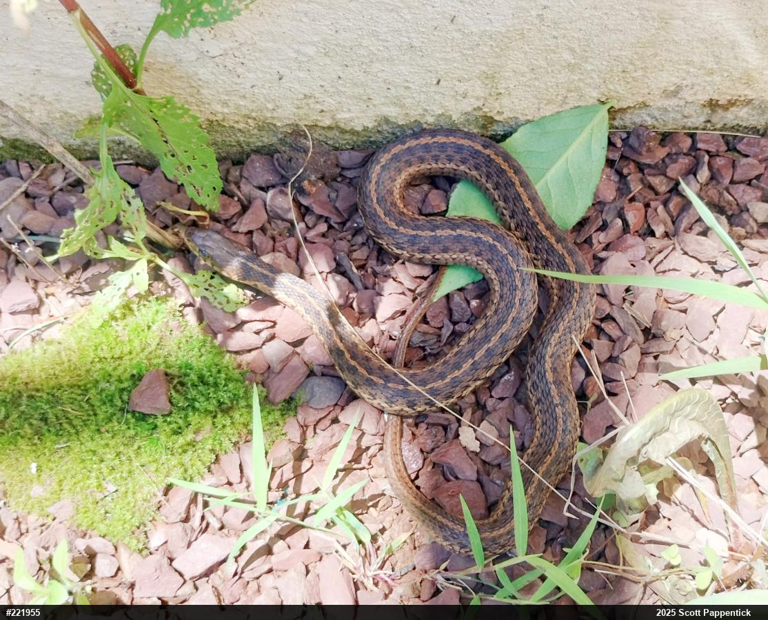 Eastern Gartersnake