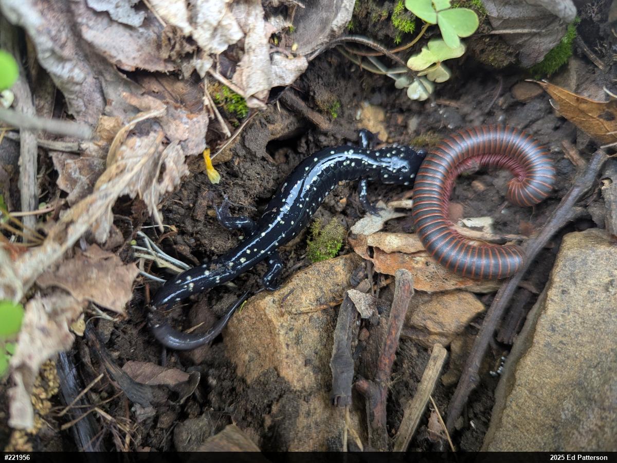 Northern Slimy Salamander