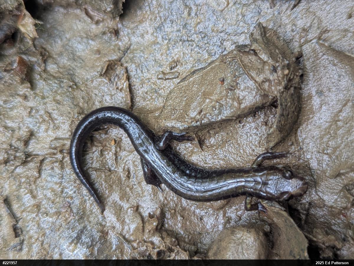 Allegheny Mountain Dusky Salamander
