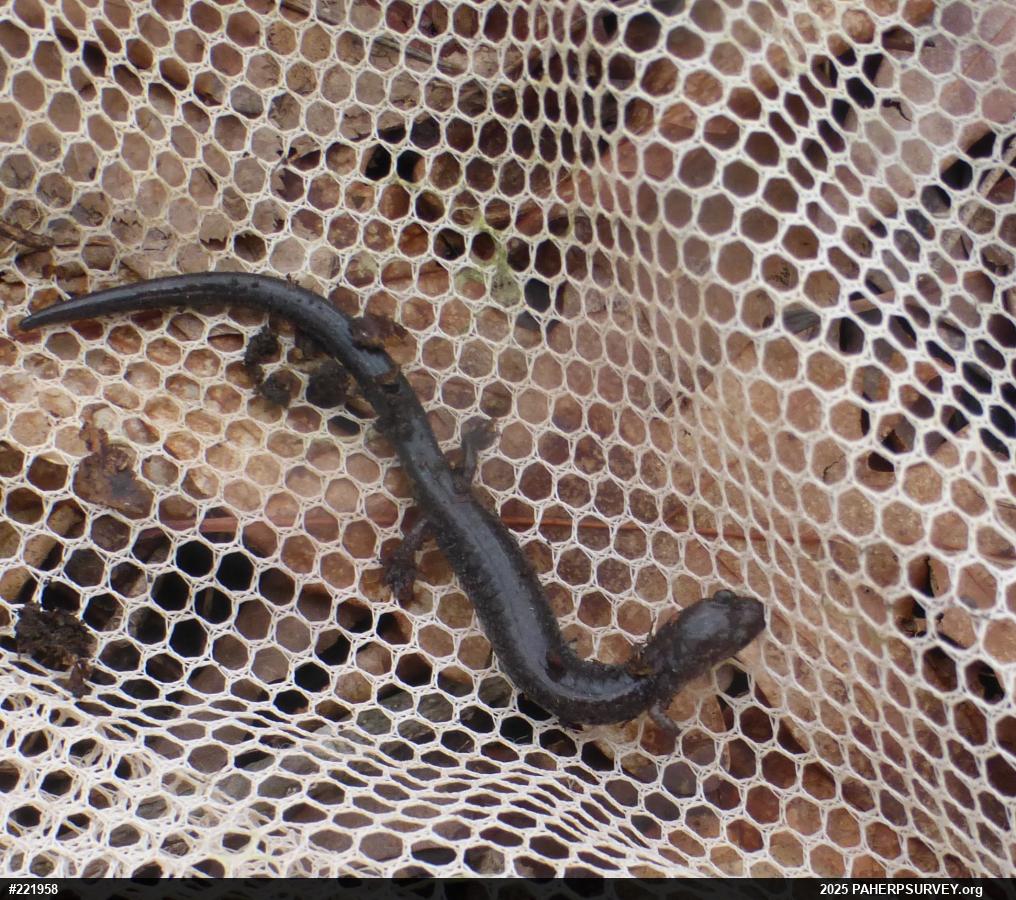Valley And Ridge Salamander