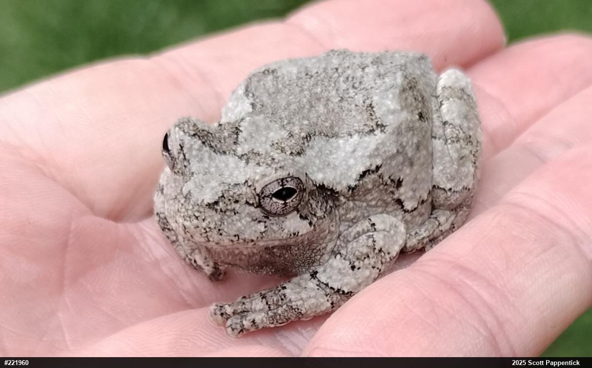 Unknown Gray Treefrog