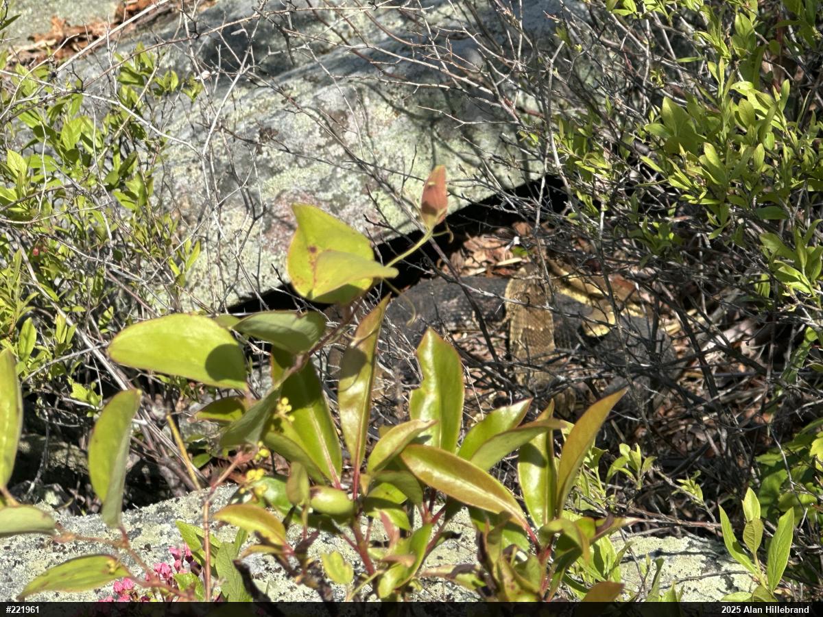 Timber Rattlesnake