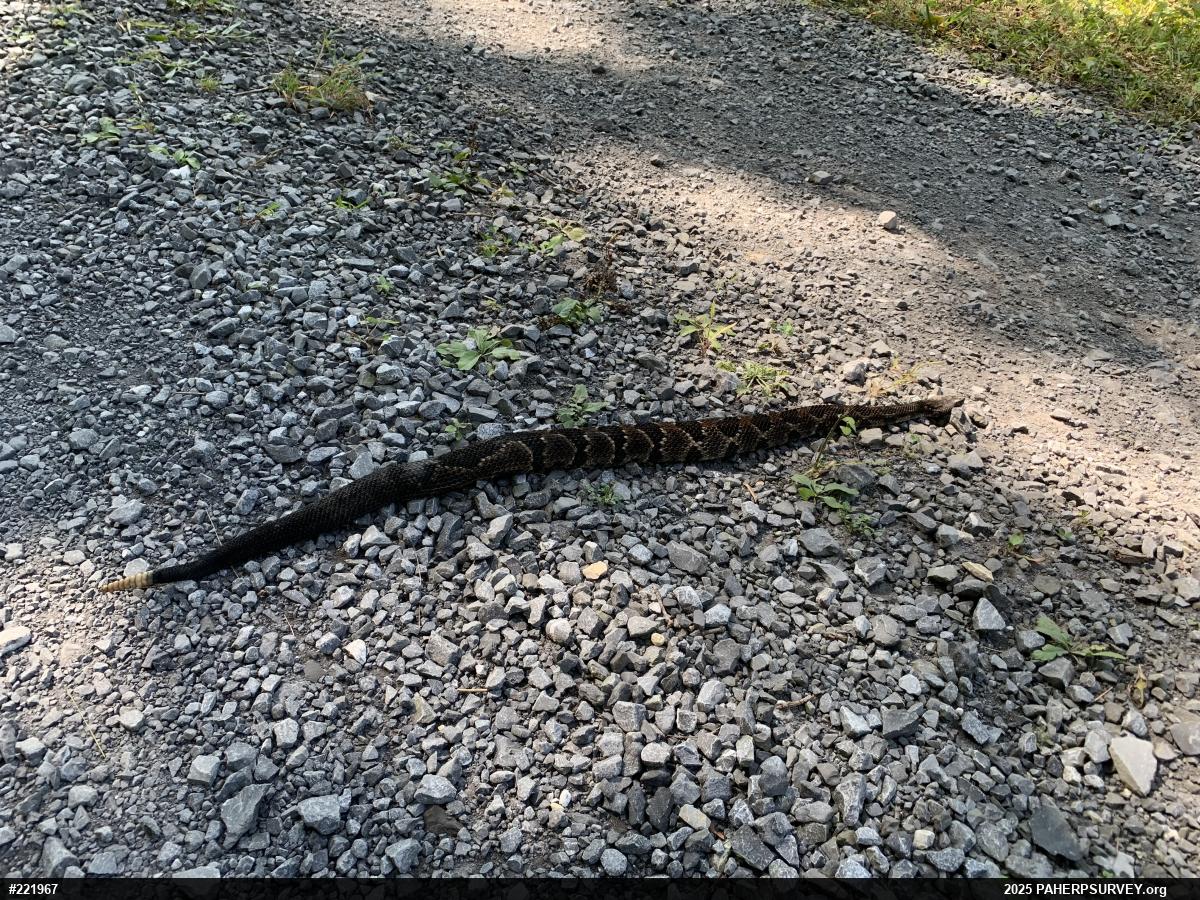 Timber Rattlesnake