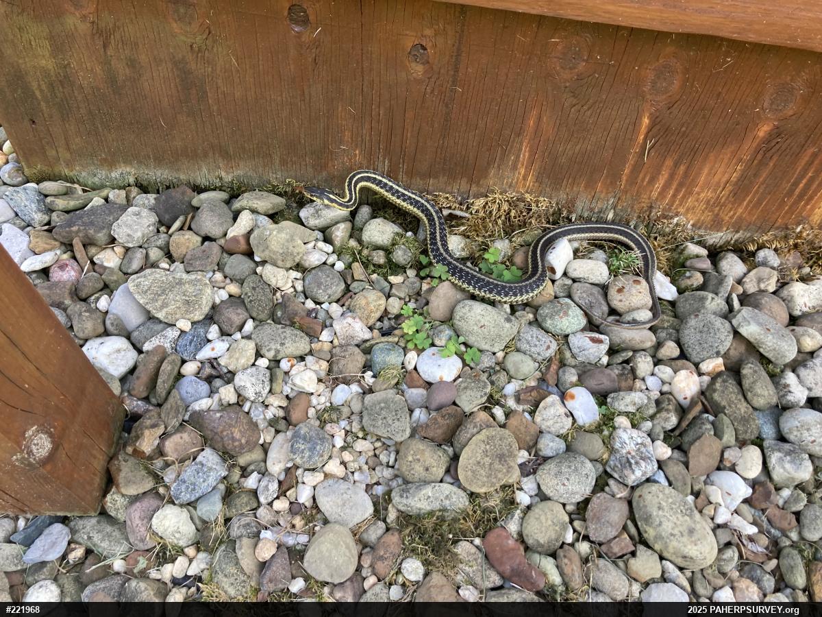 Eastern Gartersnake