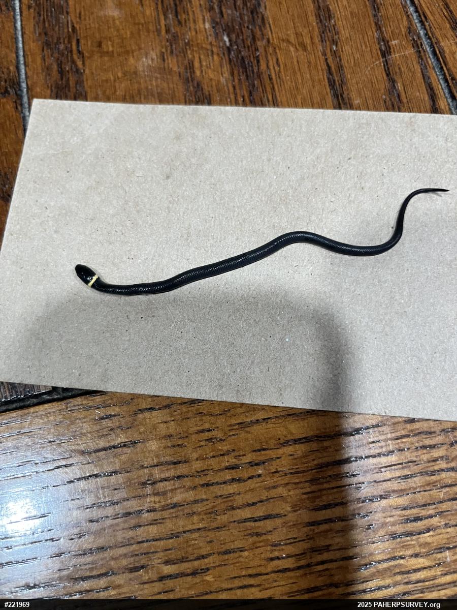 Northern Ring-necked Snake