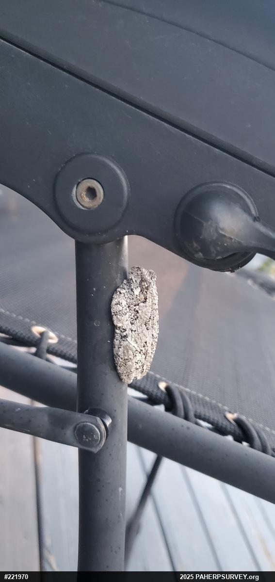 Unknown Gray Treefrog