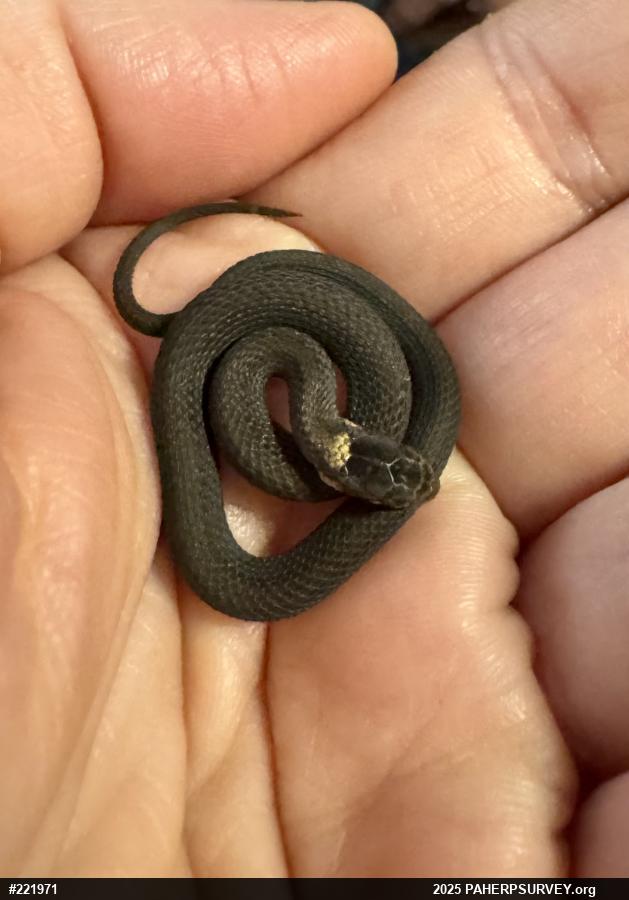 Red-bellied Snake