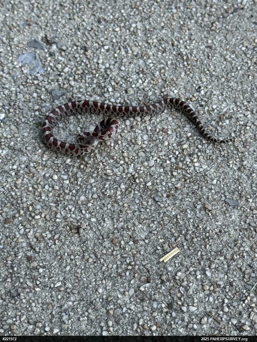 Eastern Milksnake