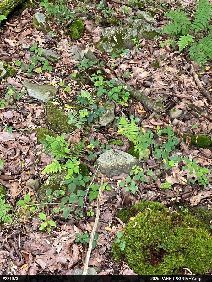 Northern Copperhead