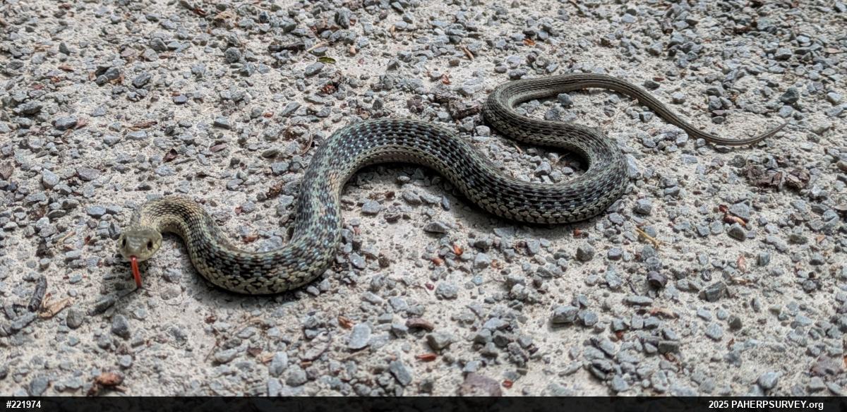 Eastern Gartersnake